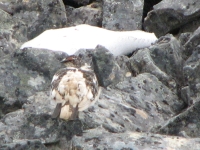 Well camouflaged ptarmigan